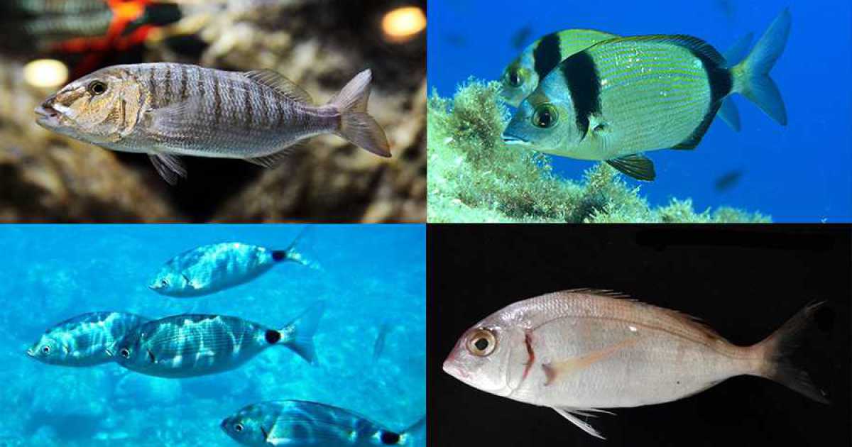 Guscio, cape ggnore, occhiata e lutrina: ecco il pesce bianco e da "fornacella" di Bari